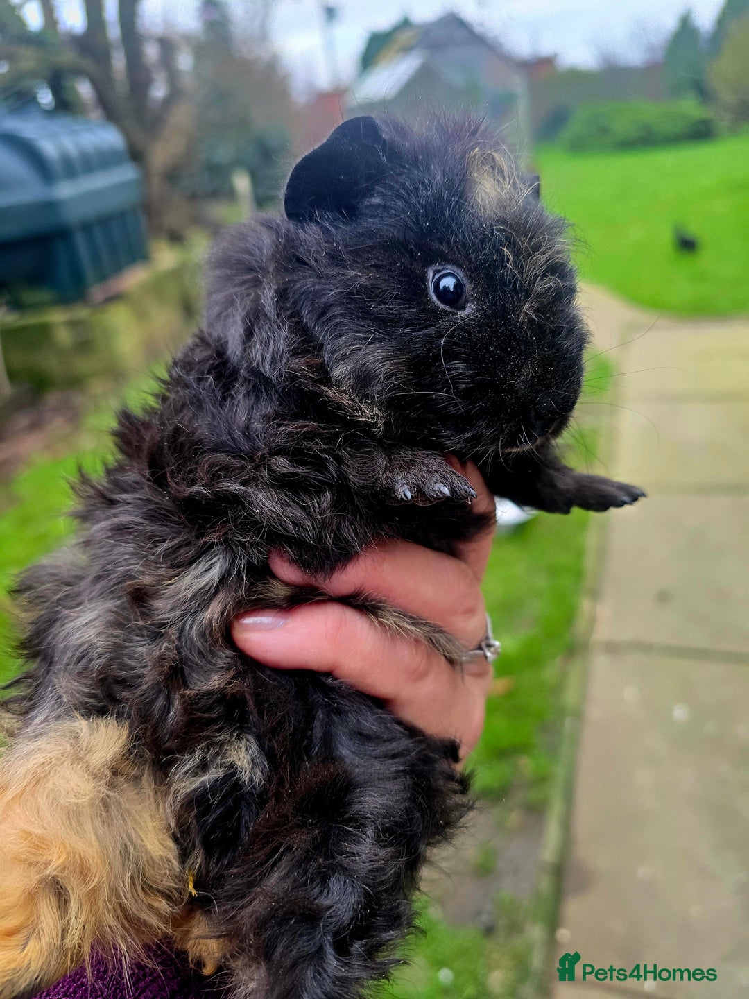 Guinea Pig rodents for sale: Female baby Guinea pig  - Advert 3
