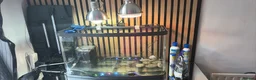 Turtle reptiles for sale: Turtles and set up - Advert 2