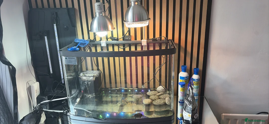 Turtle reptiles for sale: Turtles and set up - Advert 2