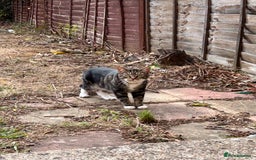 Hamster rodents for sale: 2 kittens available for CARING HOME - Image 11