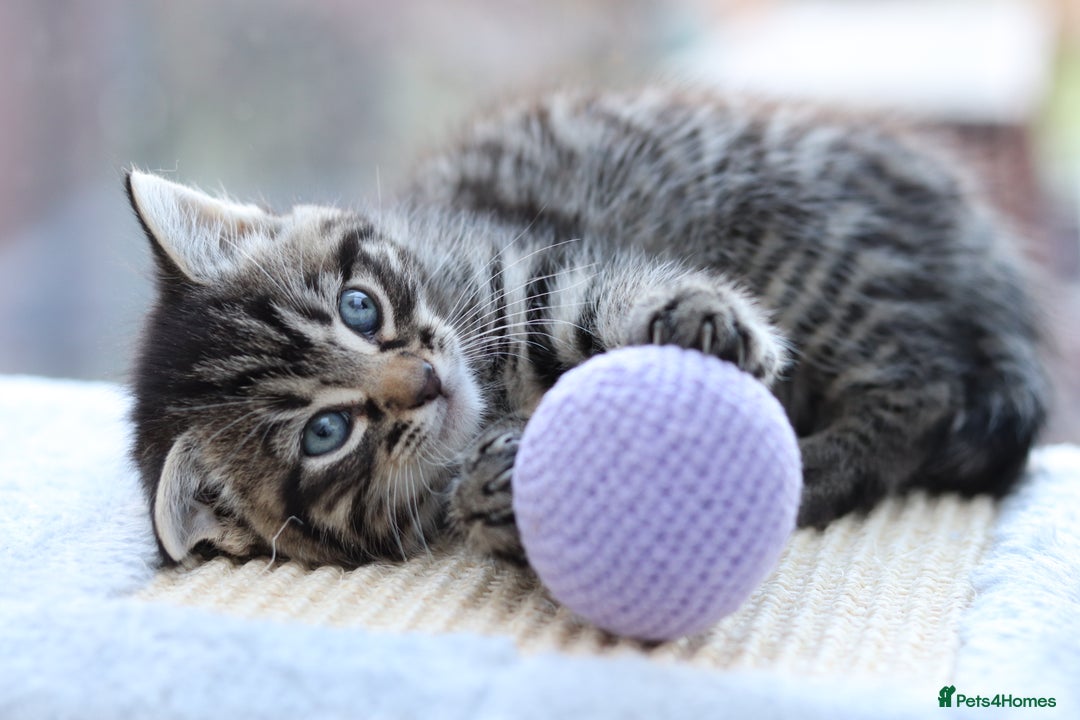 Mixed Breed cats for sale: Adorable Kittens - Advert 18