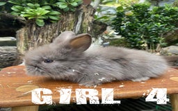 Lionhead rabbits for sale: Pure Breed Fluffy Double Mained Lionhead Kits - Image 6