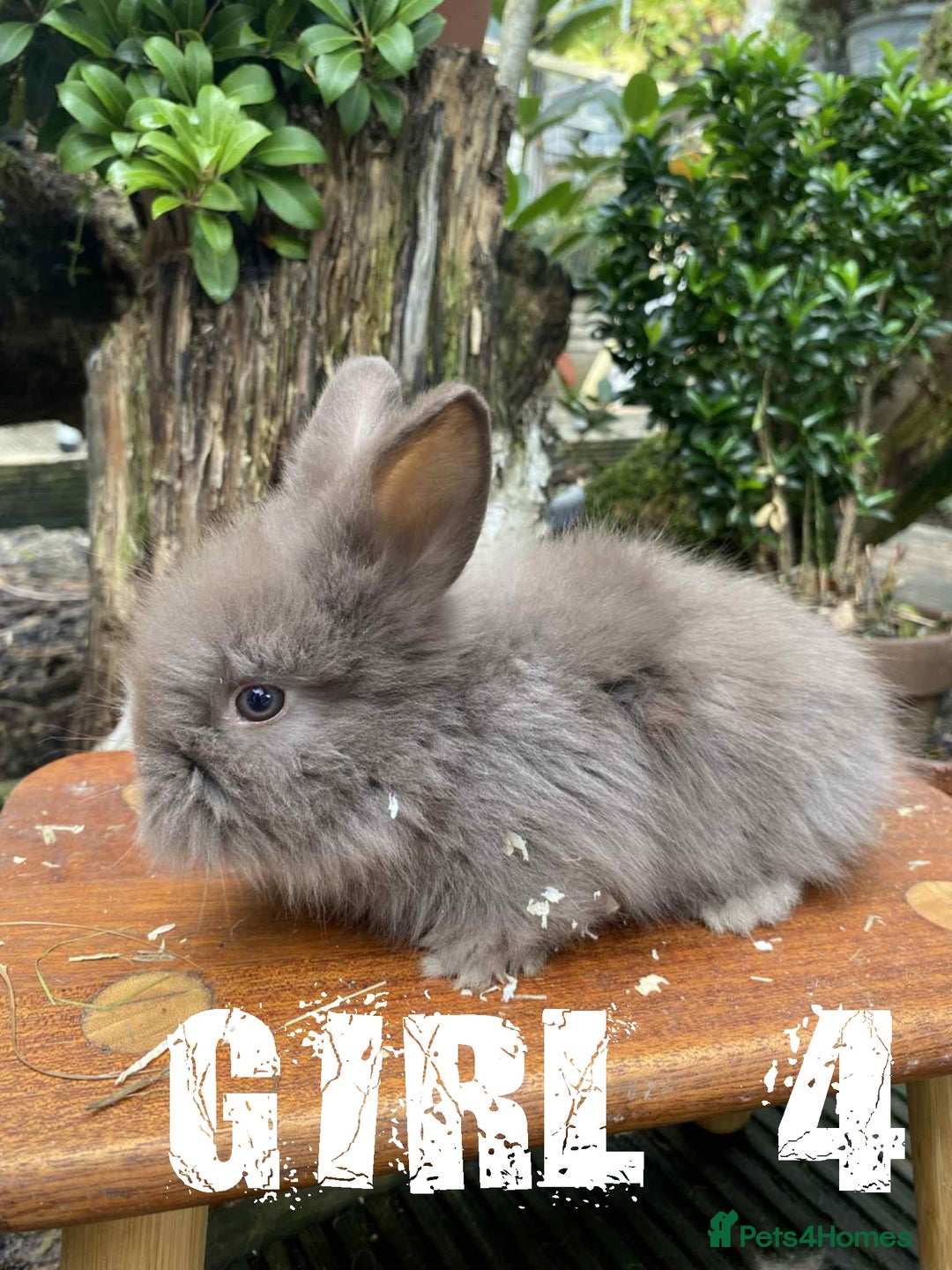 Lionhead rabbits for sale: Pure Breed Fluffy Double Mained Lionhead Kits - Image 6