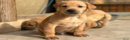 Labrador Retriever dogs for sale: KC REGISTERED LABRADOR PUPPIES - Advert 18
