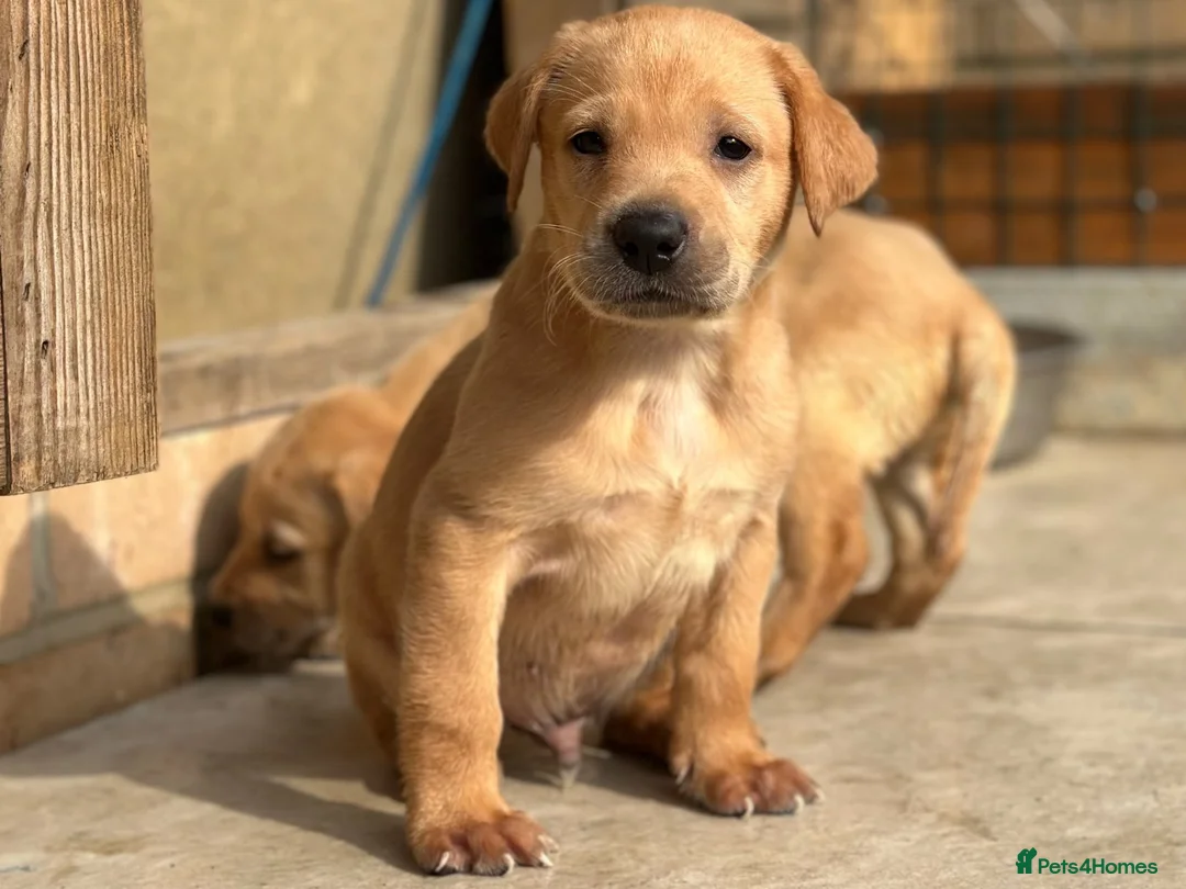 Labrador Retriever dogs for sale: KC REGISTERED LABRADOR PUPPIES - Advert 2