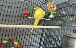 Ringnecks birds for sale: Pair of Indian ring necks  - Image 3