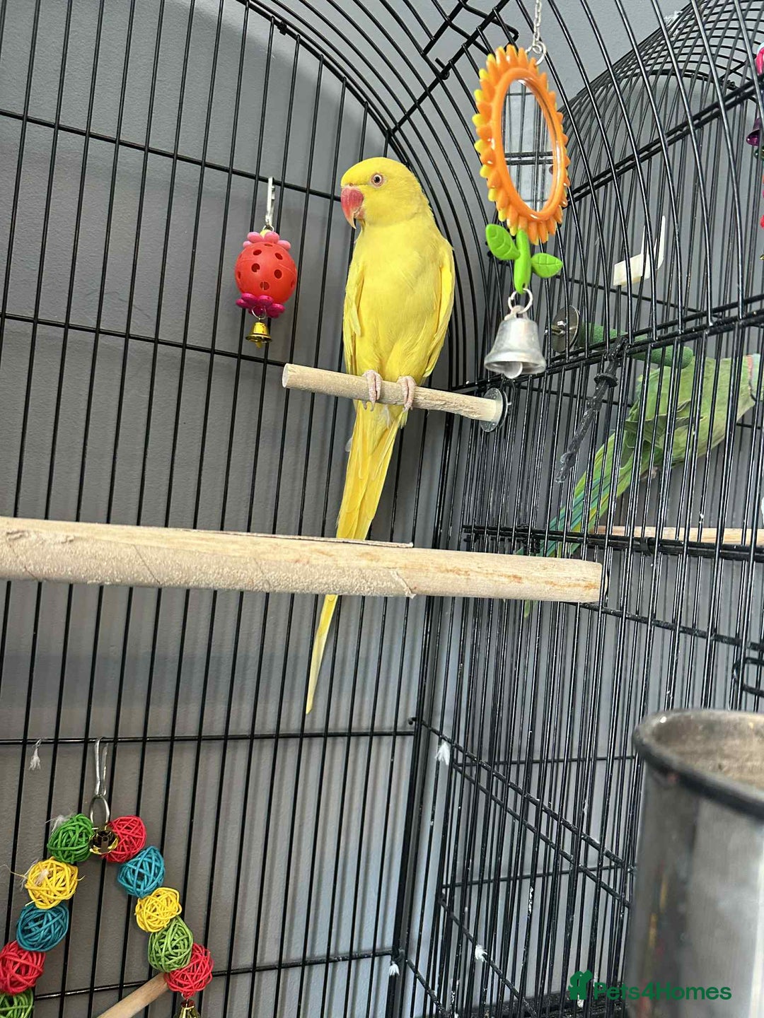 Ringnecks birds for sale: Pair of Indian ring necks  - Image 3
