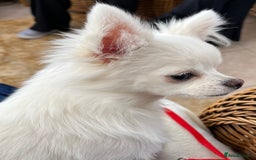 Chihuahua dogs for sale: Absolutely gorgeous White Longcoat Boy  - Image 6
