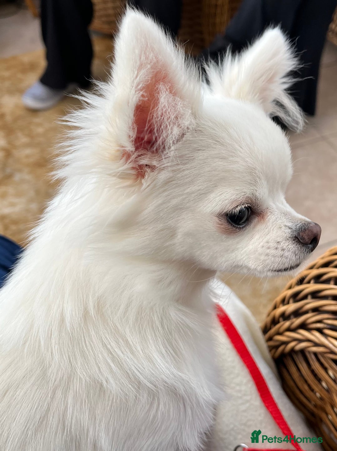 Chihuahua dogs for sale: Absolutely gorgeous White Longcoat Boy  - Image 6