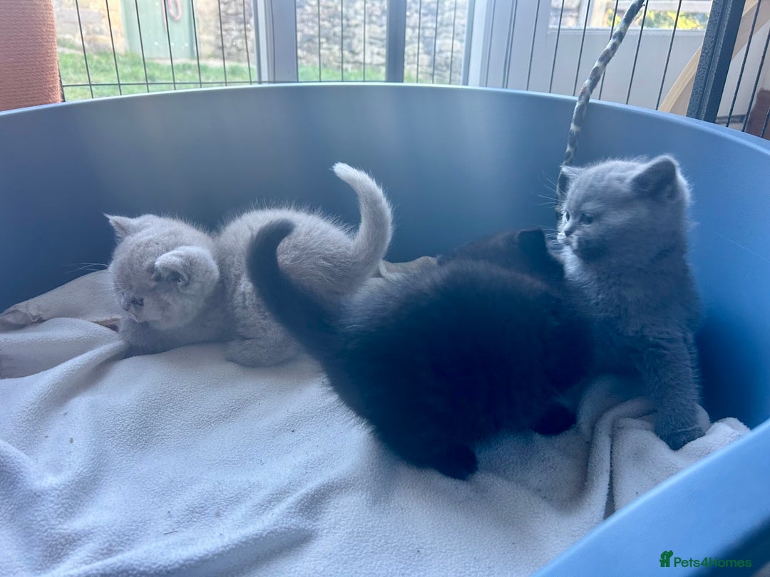 British Shorthair cats for sale: GCCF BSH Beautiful Kitten - 1 blue male  - Image 17
