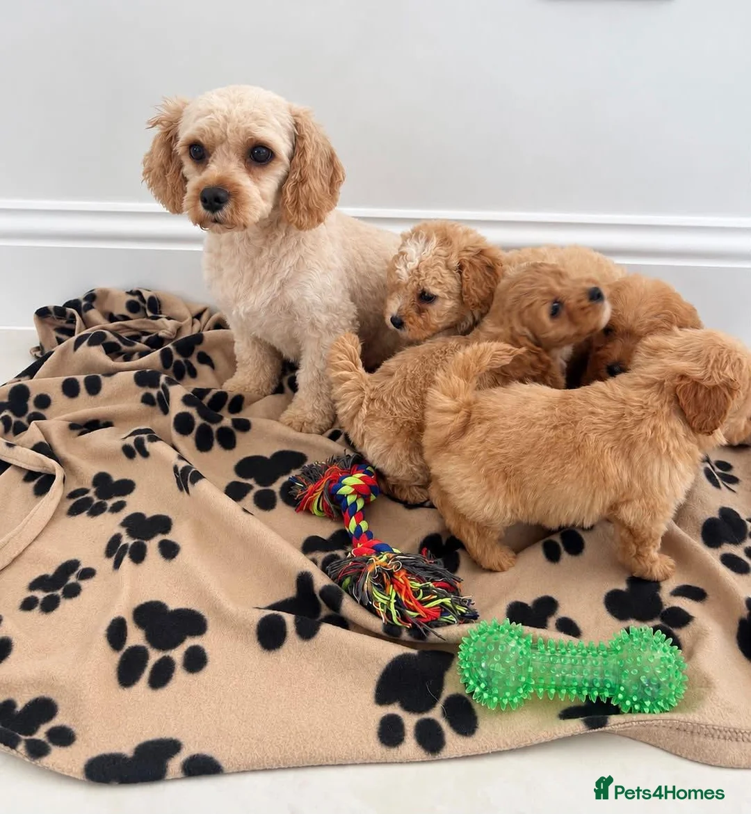 Poochon dogs for sale: Gorgeous Cavapoochon Puppies - Advert 2