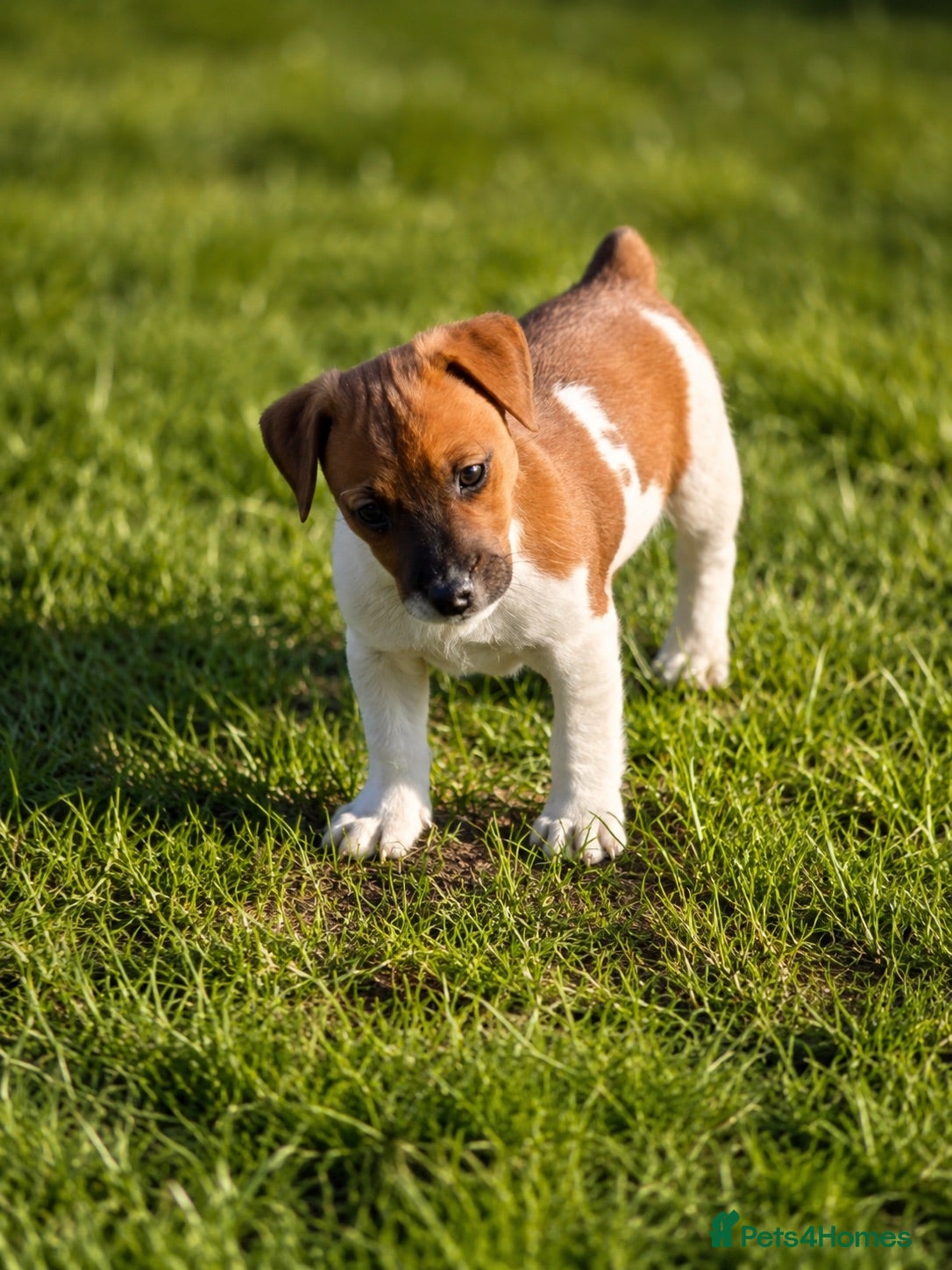 Jack Russell dogs Only 2 still available! Pure breed short tail   - Advert 1