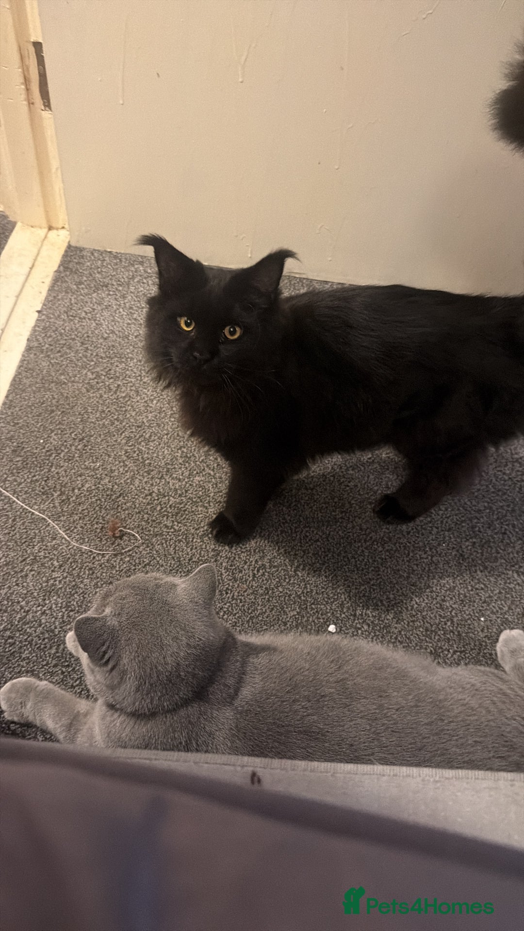 Maine Coon cats for sale: Black Maine Coon Kitten - Advert 1