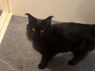 Maine Coon cats Black Maine Coon Kitten - Advert 1