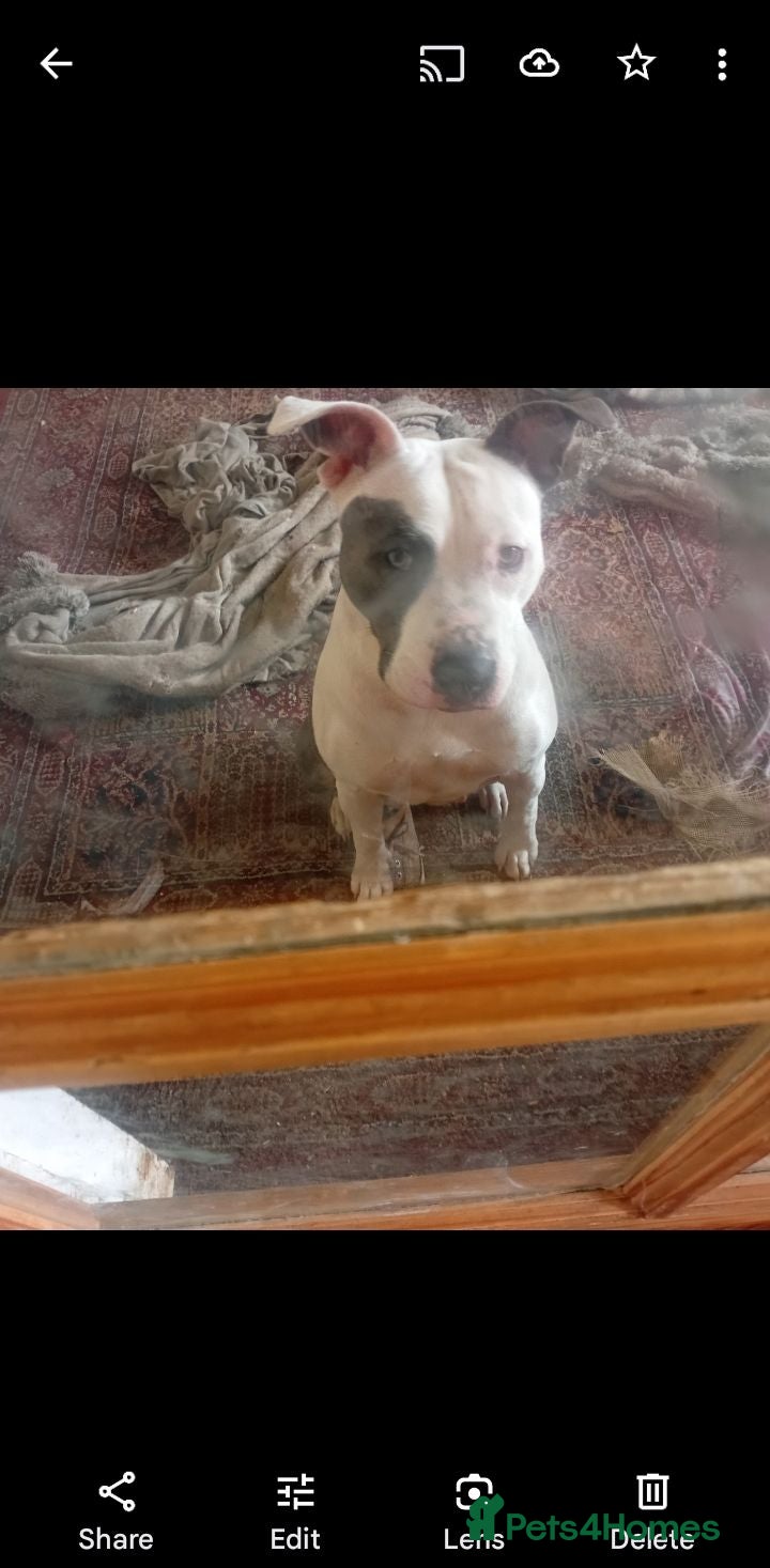 Mixed Breed dogs Holistic Home Needed for Gorgeous Staffie  - Advert 1