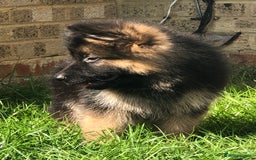 German Shepherd dogs for sale:  kc health tested long haired German shepherd pups - Image 22