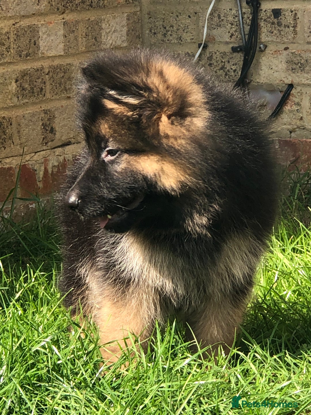 German Shepherd dogs for sale:  kc health tested long haired German shepherd pups - Image 22