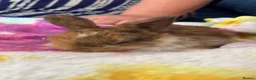 Mini Lop rabbits for sale: Mini lop buns in Brighton - Advert 7
