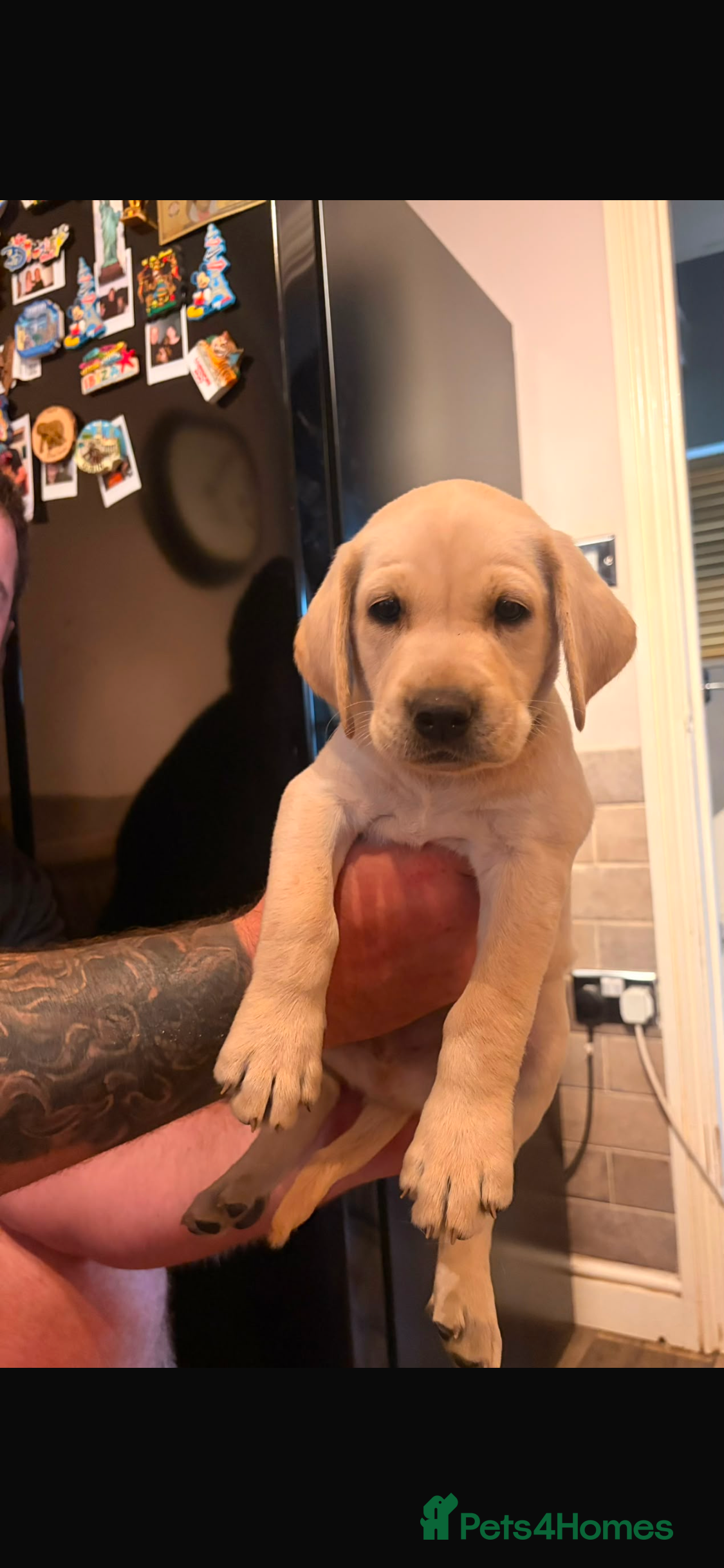 Labrador Retriever dogs KC registered Labrador puppies  - Advert 1