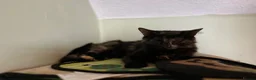 Mixed Breed cats for sale: Maine Coon Cross Kittens available  - Advert 25