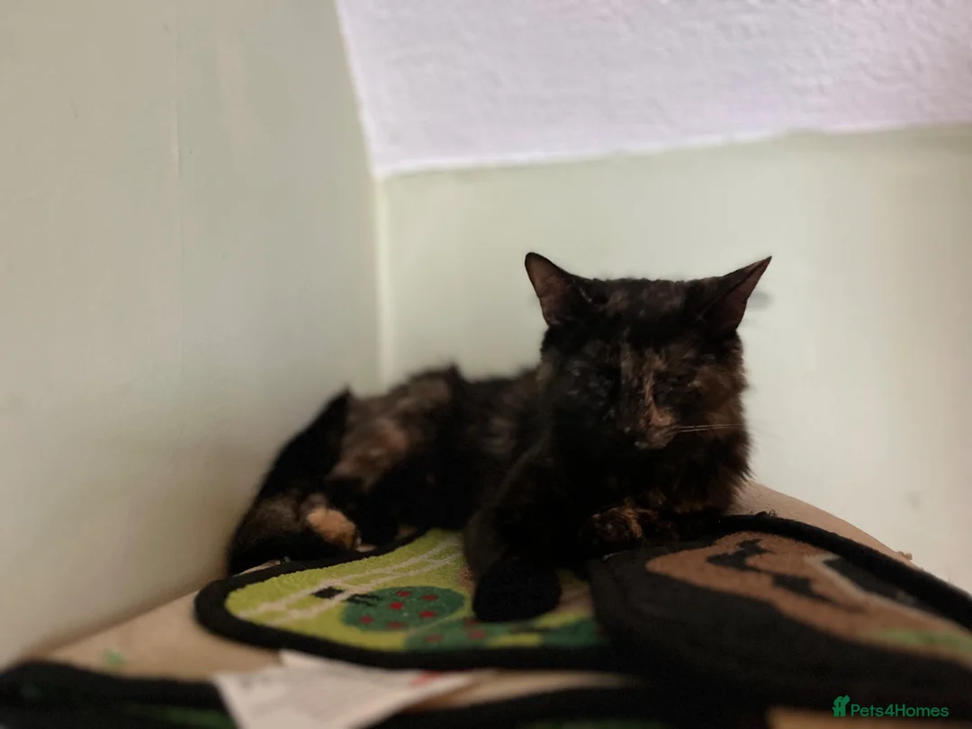 Mixed Breed cats for sale: Maine Coon Cross Kittens available  - Advert 25