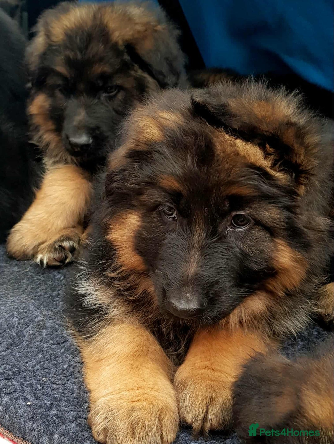 German Shepherd dogs for sale: KC. German shepherd puppies - Advert 9