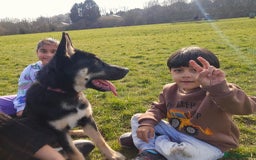 German Shepherd dogs for sale: Beautiful Family Friendly German Shepherd - Image 4