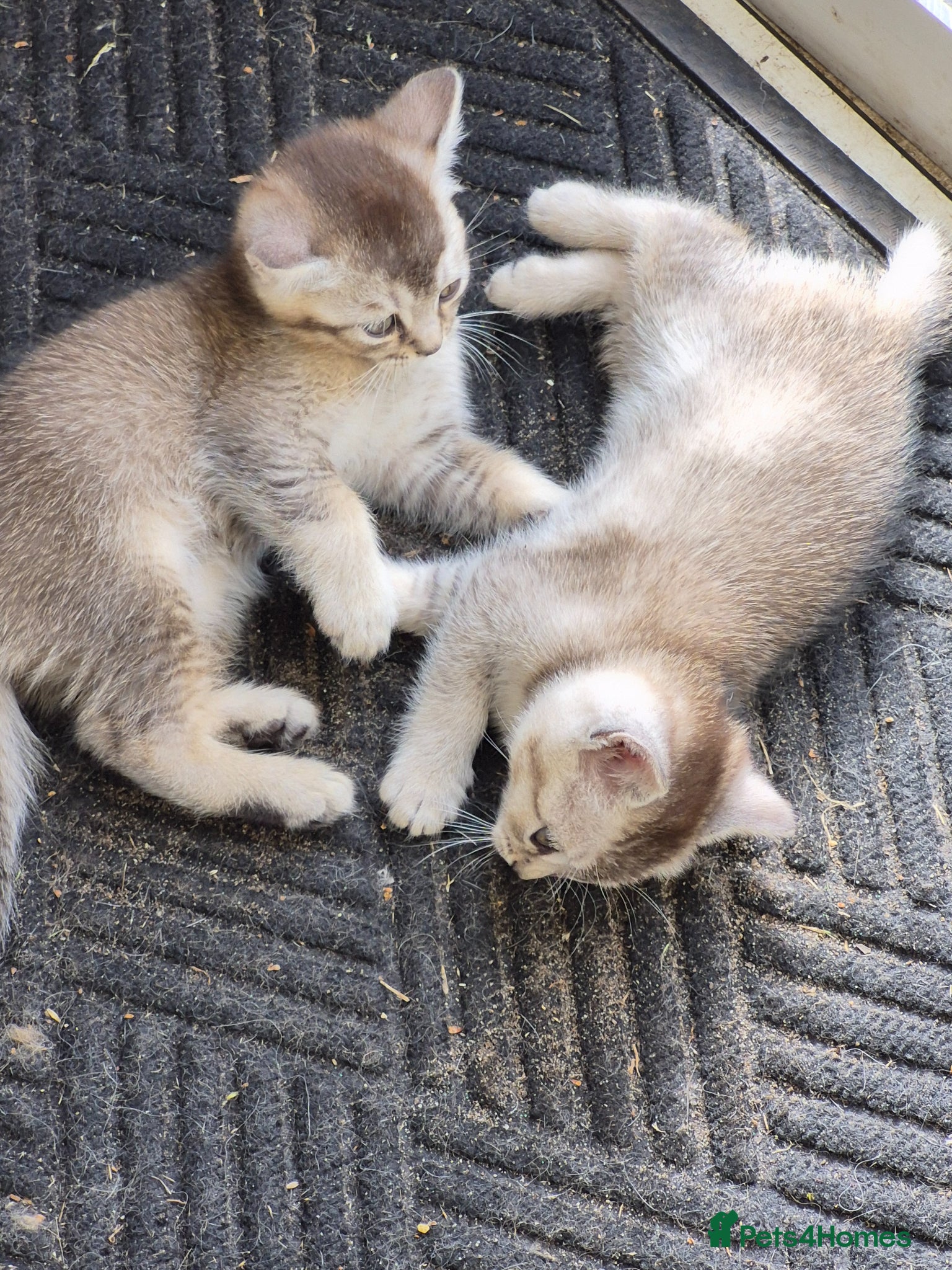 British Shorthair cats for sale: beautiful home bred British shorthair. in Verwood - Advert 2