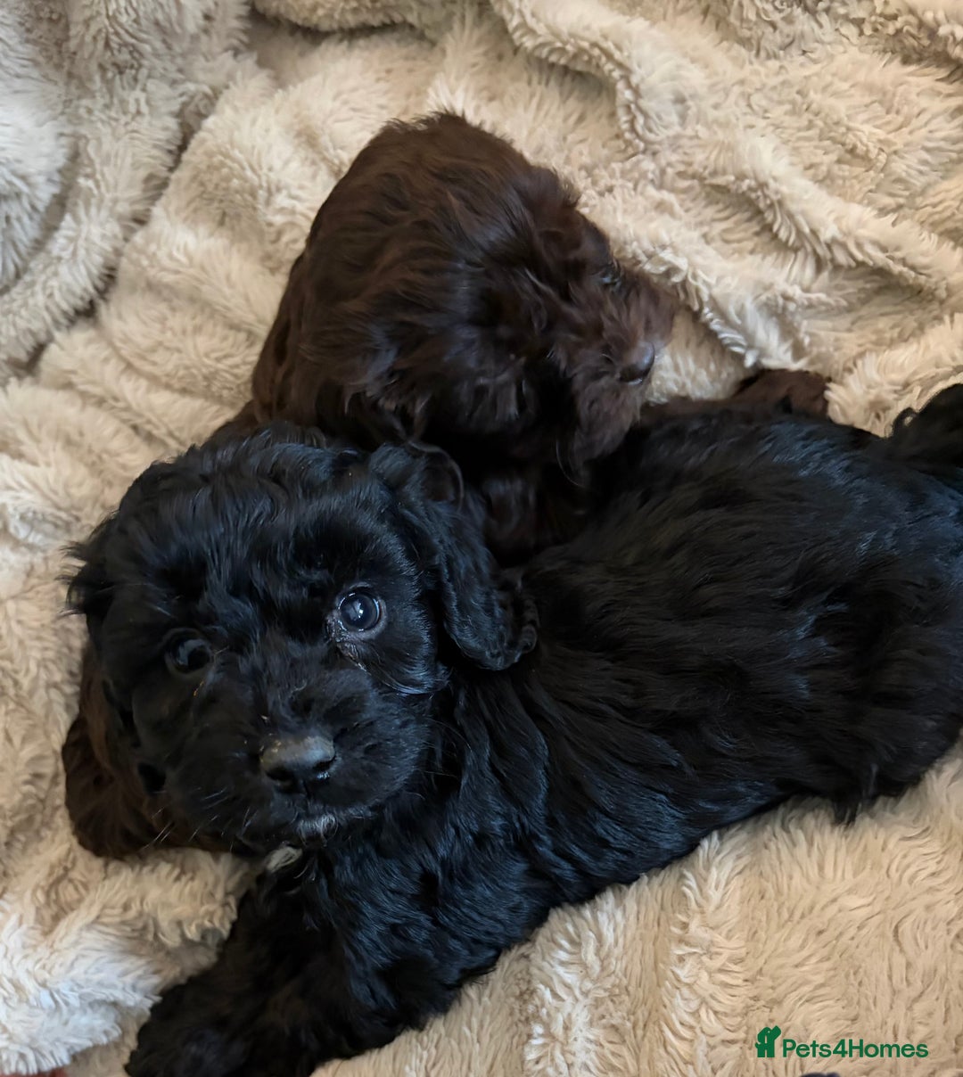 Cockapoo dogs for sale: Beautiful litter of Cockapoo puppies F1 - Advert 15