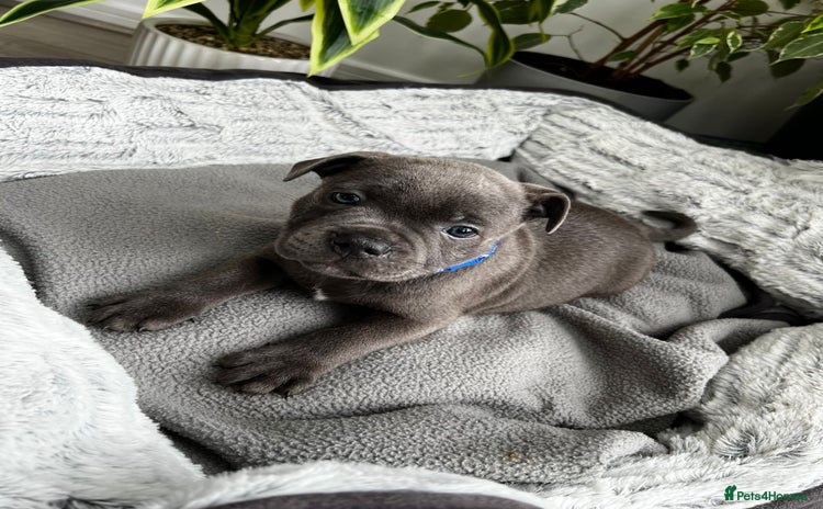 Staffordshire Bull Terrier dogs in Wolverhampton - Advert 2