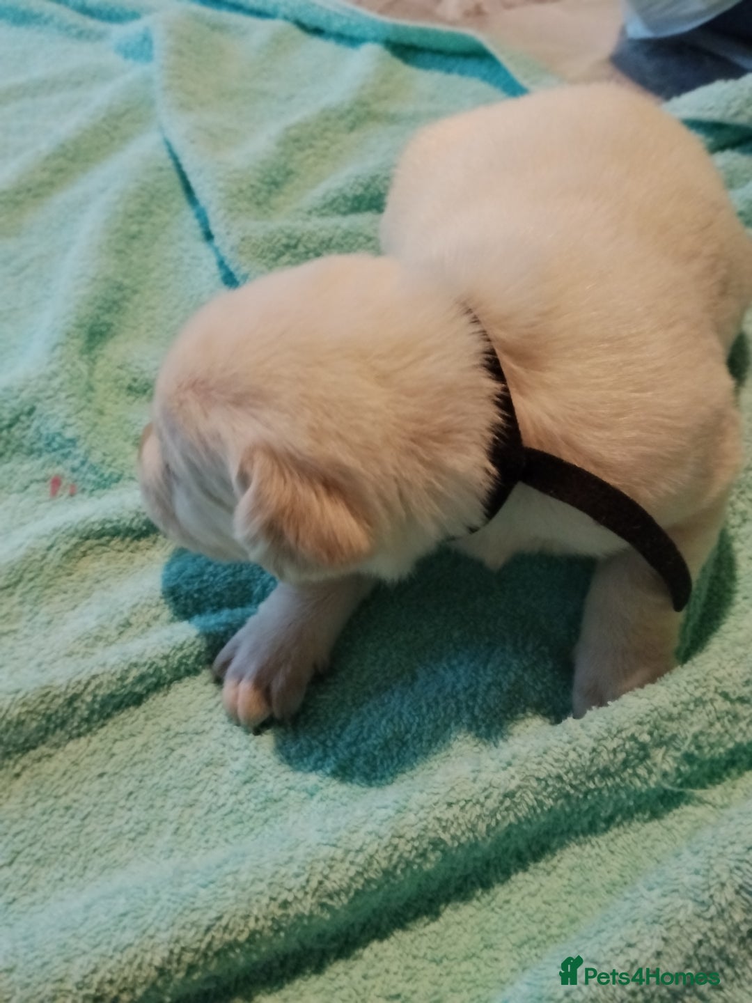 Labrador Retriever dogs for sale: Beautiful Golden and Black Labs - Advert 24