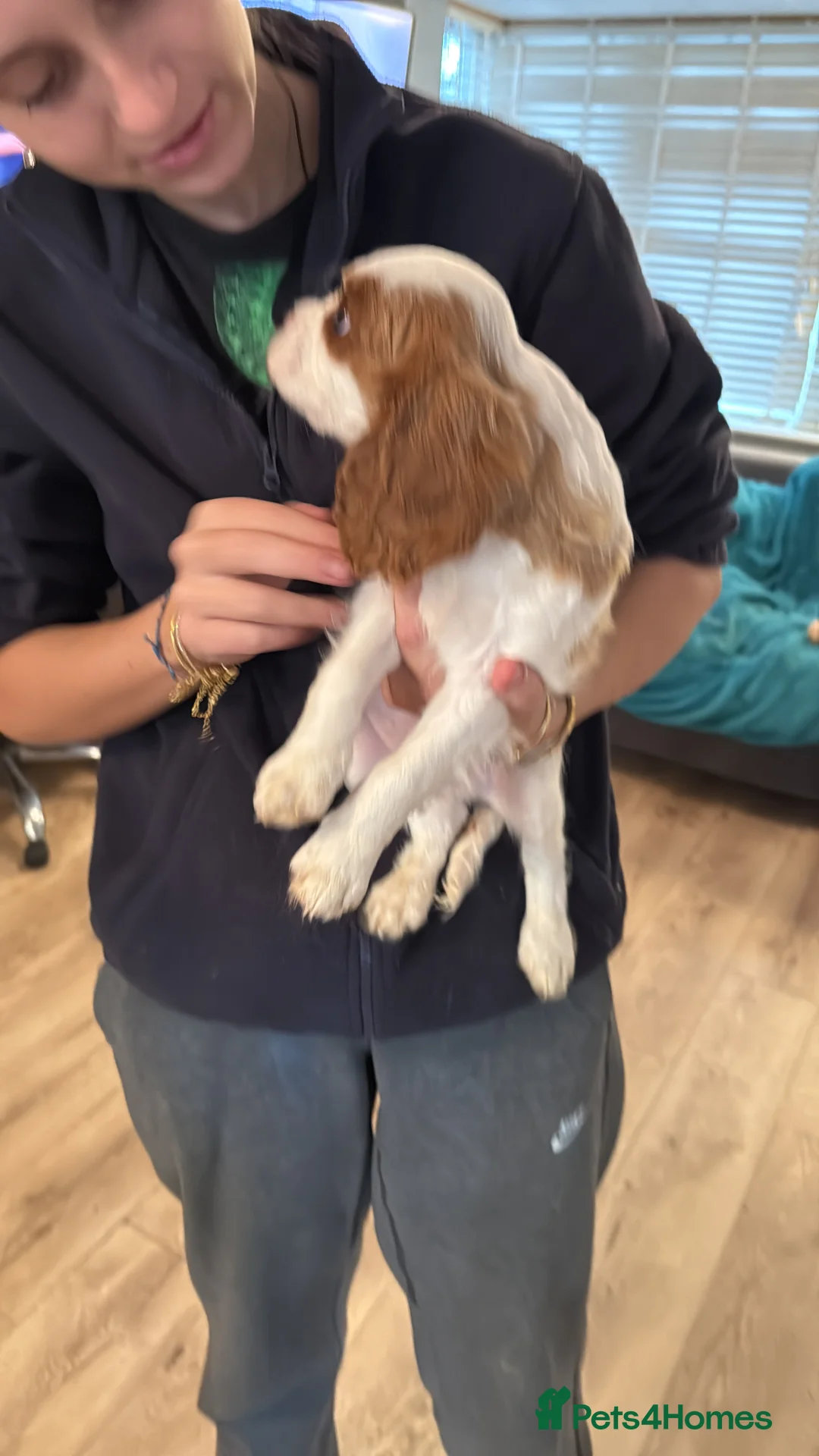Cavalier King Charles Spaniel dogs for sale: KC reg Cavalier King Charles pups DNA clear - Advert 7