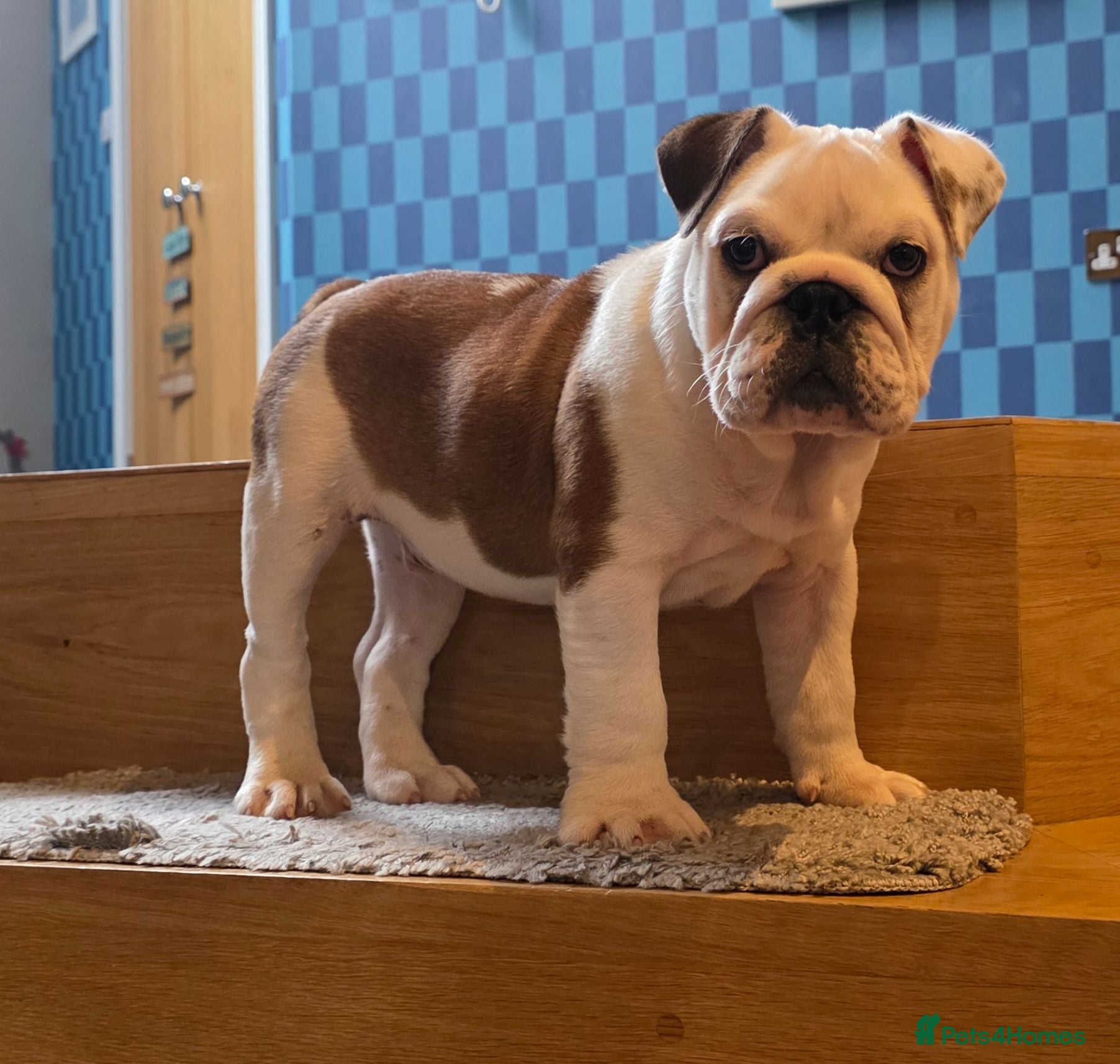 English Bulldog dogs Bulldog for permanent adoption URGENT - Advert 1