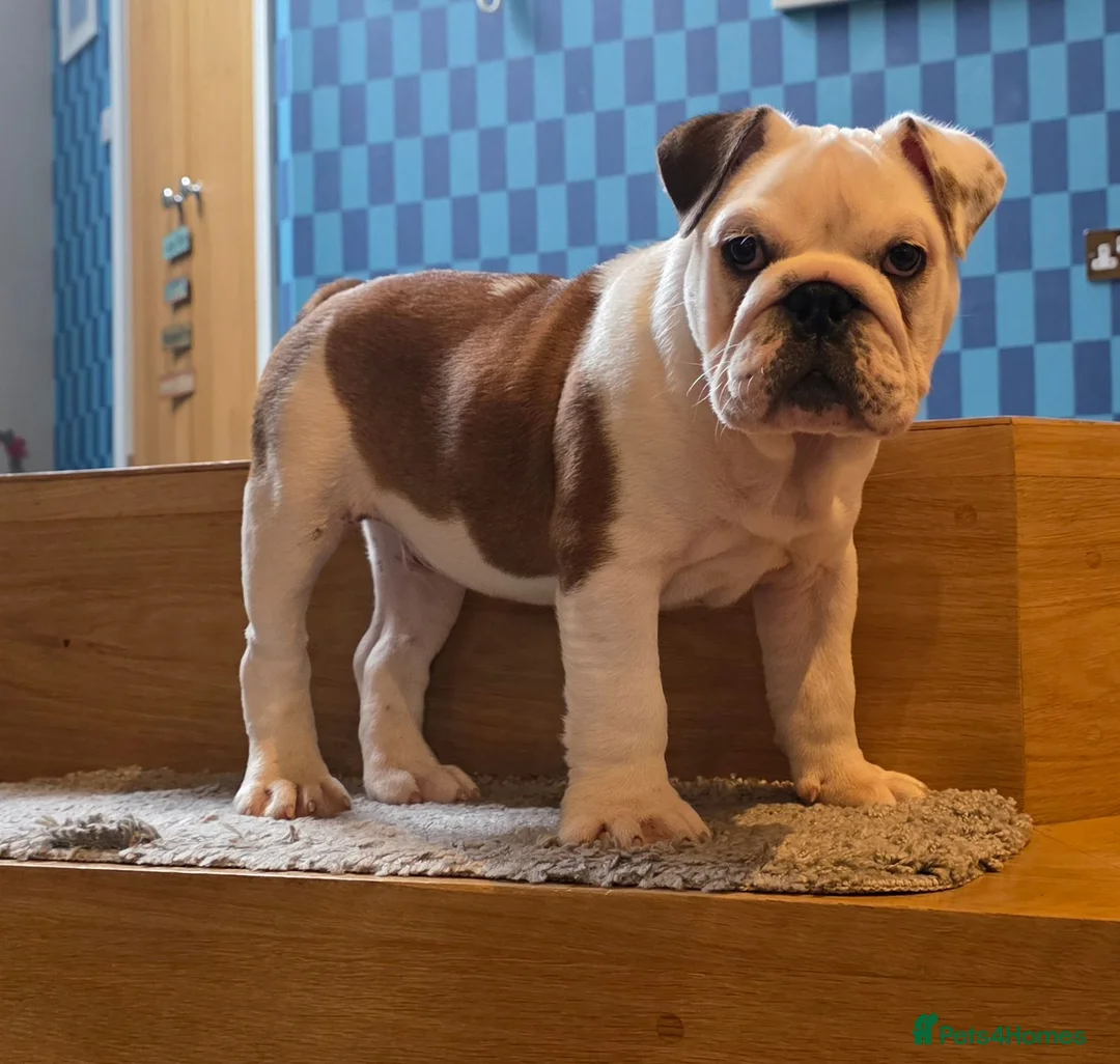 English Bulldog dogs for sale: Bulldog for permanent adoption URGENT - Advert 1