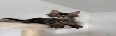 Black Tabby Boy
