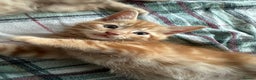 Domestic Shorthair cats for sale: 6 kittens - ready to move to new loving families - Advert 3