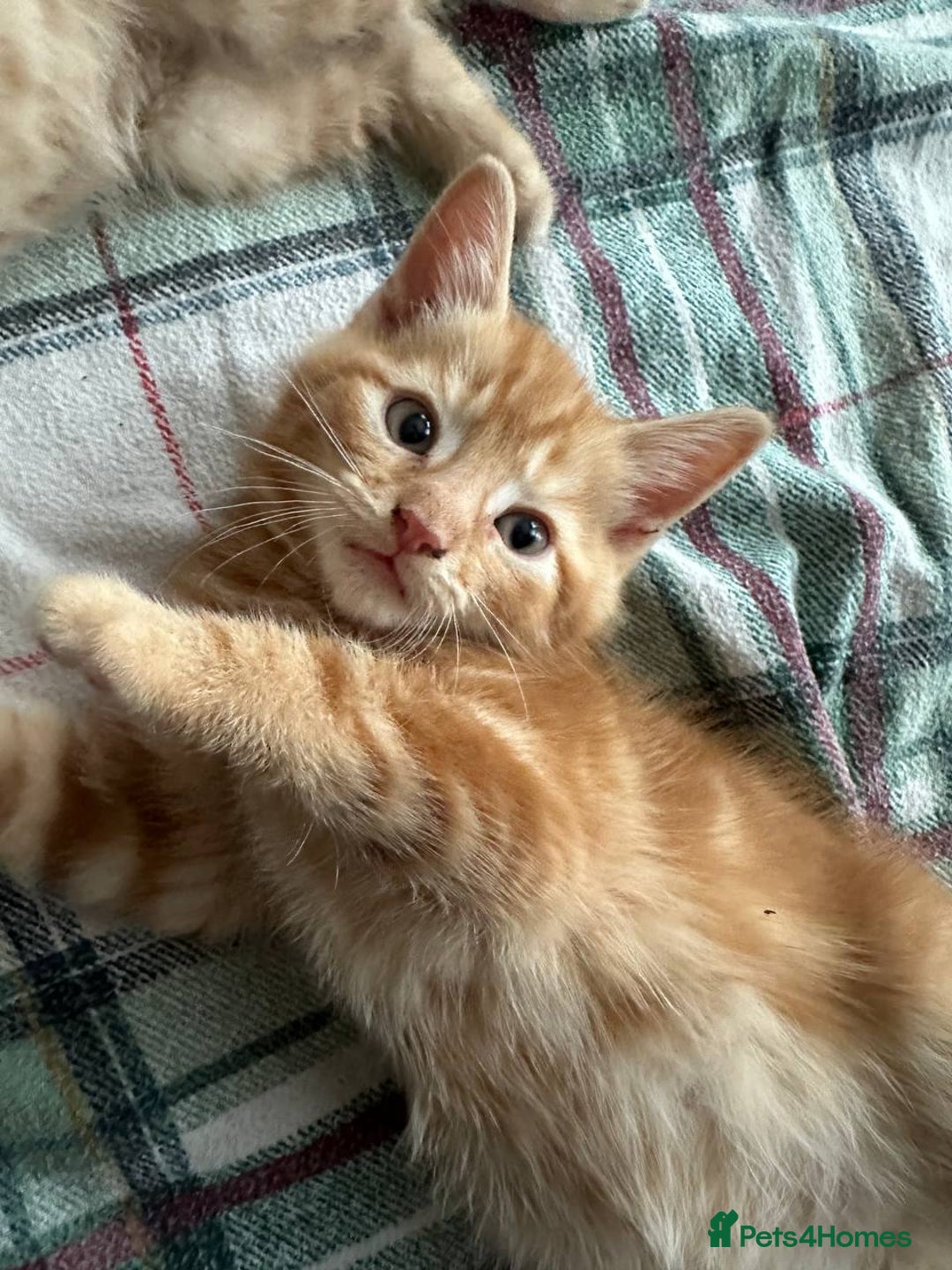 Domestic Shorthair cats for sale: 6 kittens - ready to move to new loving families - Advert 3