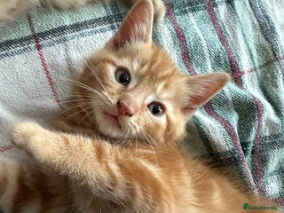 Domestic Shorthair cats 2 kittens - ready to move to new loving families - Advert 12