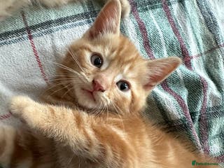 Domestic Shorthair cats 2 kittens - ready to move to new loving families - Advert 8