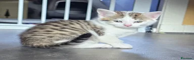 Mixed Breed Kitten 4