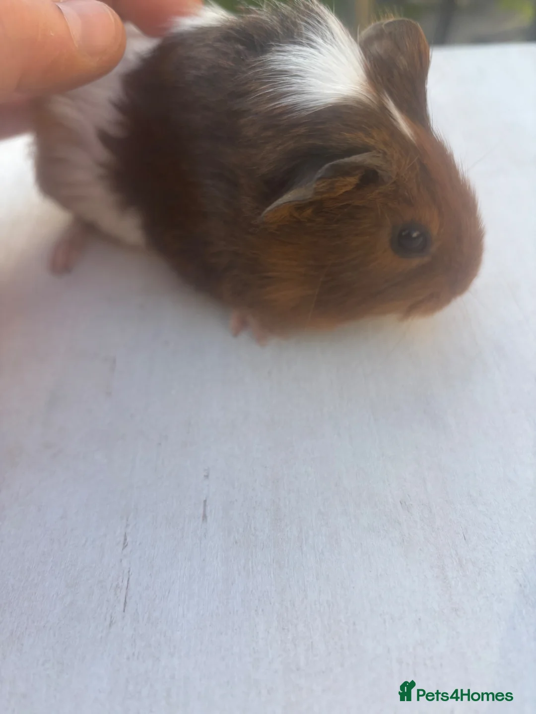 Guinea Pig rodents for sale: Young female guinea pigs - Advert 6