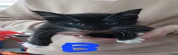 Mixed Breed cats for sale: Mixed litter of kittens - Advert 5