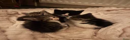 Mixed Breed cats for sale: 4 beautiful fluffy kittens, available now! - Advert 12