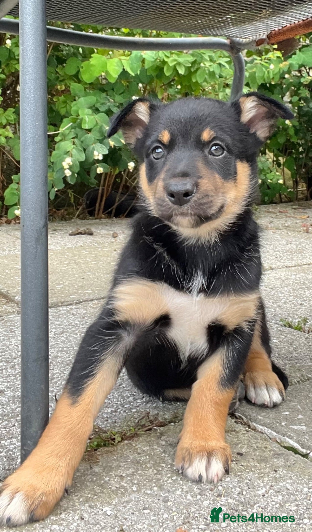 Mixed Breed dogs Mrs ceri williams - Advert 1