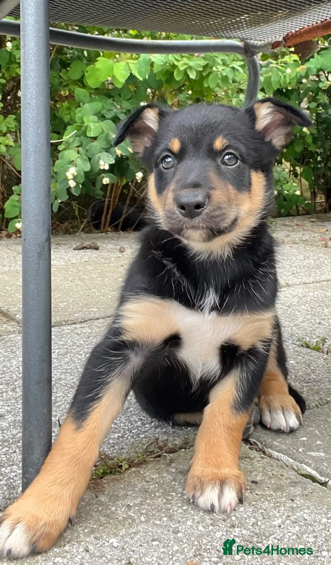 Mixed Breed dogs for sale: Mrs ceri williams in Conwy - Advert 1