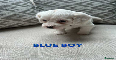 Cavachon dogs - Advert 8