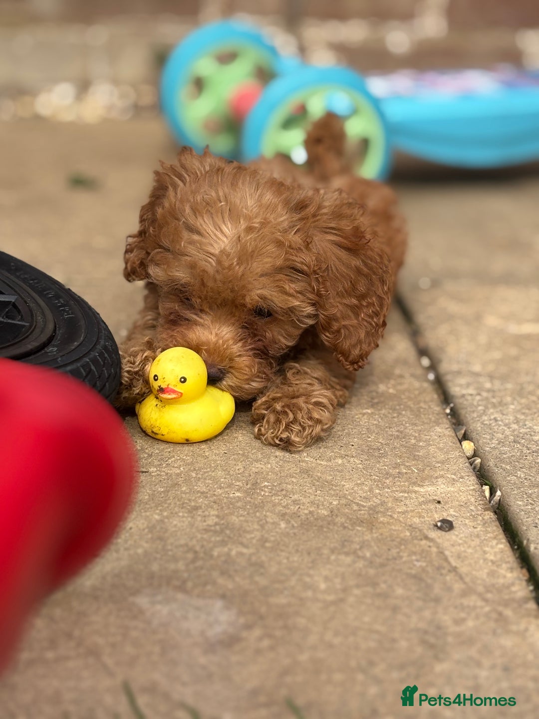 Miniature Poodle dogs for sale: Gorgeous apricot miniature poodle puppies - Image 7