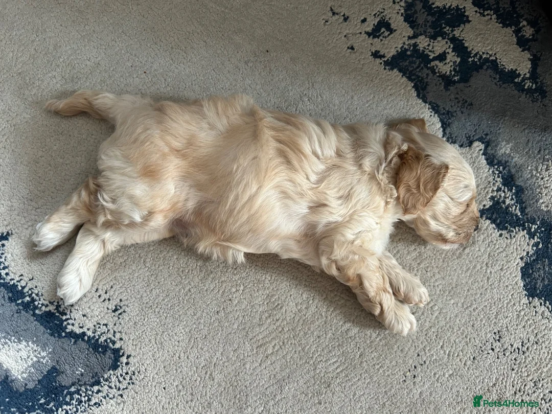 Cavapoo dogs for sale: Cavapoo boy - Advert 2