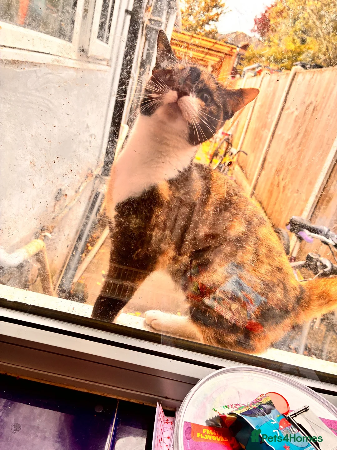 Mixed Breed cats for sale: Female in Burton-on-Trent - Advert 5