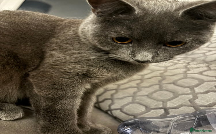 Russian Blue cats - Advert 3